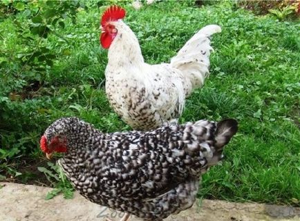 Преглед на Пушкин пиле порода, развъждане тайни, снимки и коментари на земеделските производители