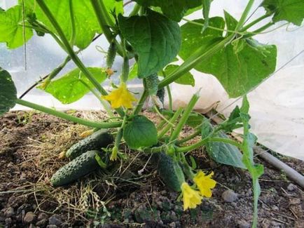 Краставица немски f1 описание, предимства и недостатъци, култивирането в оранжерия, в открито поле,