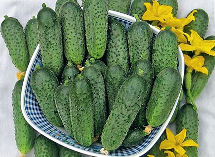 Определя клас краставица (краставици) Определя краставици клас