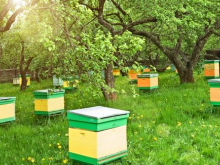 Пчеларски като бизнес плюсове и минуси, основните нюансите на бизнес плана, както и рентабилността на пчелина