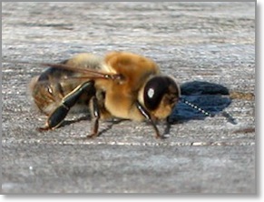 Пчеларство пчелен живее много се случва и защо смъртта й