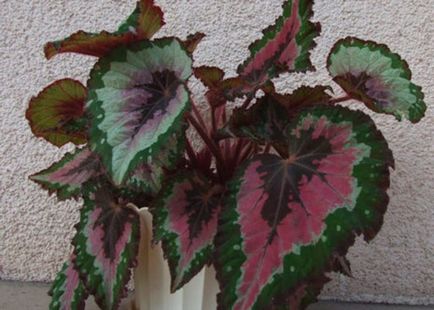 Защо не стайни бегонията цветове 8 основни причини (Begonia) Защо не стайни бегонията цветове 8 основните причини
