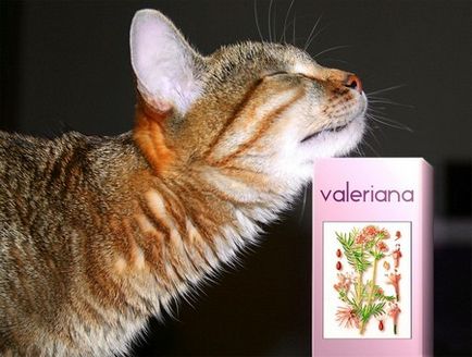 Защо котките като валериан и дали те наистина се нуждаят от нея