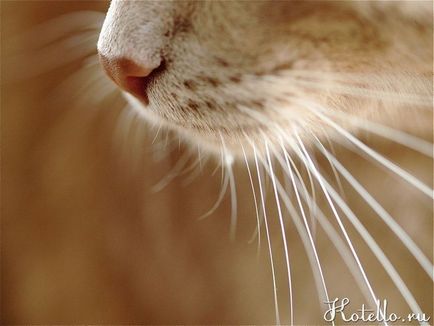Защо есен мустаци на котка