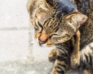 Подкожно кърлеж (domodekoz) котки снимки, симптоми, лечение, превенция (профилактика) Подкожно кърлеж (domodekoz) котки снимки, симптоми, лечение, профилактика