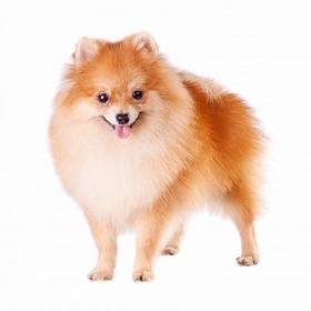 Померания - описание на породата, снимка, как да изберете кученце, цени, храна и грижи, обучение и