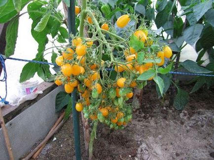 чери домати - сортове за оранжерии, открити пространства и на перваза на прозореца, аз обичам моята градина