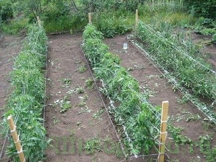 култивиране домати и поддръжка в открито поле