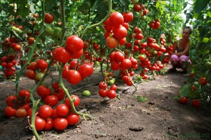 култивиране домати и поддръжка в открито поле
