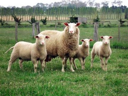 Sheep порода видове, описания, насоки за избора