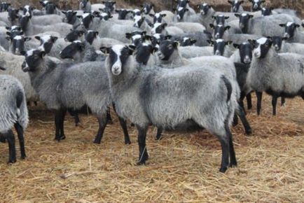 Sheep порода видове, описания, насоки за избор на