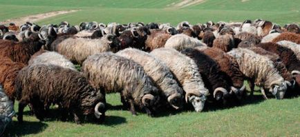 Sheep порода видове, описания, насоки за избора