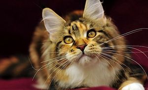 Порода-големият домашни котки външен вид, характер, грижи