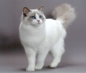 Порода-големият домашни котки външен вид, характер, грижи