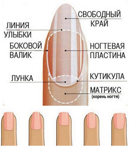 Правилната форма на ноктите