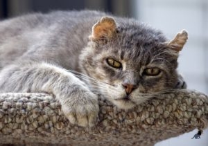 Признаци за котки, които се казва в разпространеното схващане