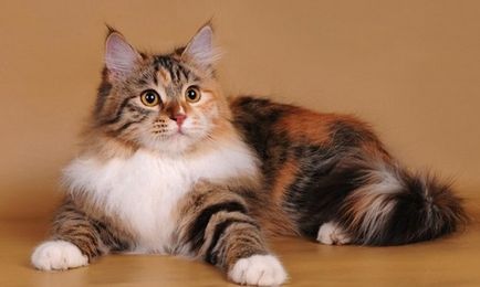 Признаци за котката на американ, защо той се счита за талисман в дома