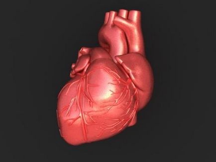 Провеждане система на структурата на сърцето, функция и анатомични и физиологични функции