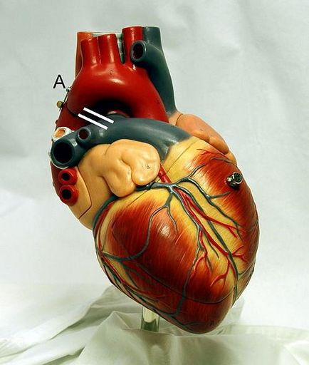 Провеждане система на структурата на сърцето, функция и анатомични и физиологични функции