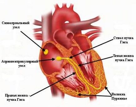 Провеждане система на структурата на сърцето и функцията
