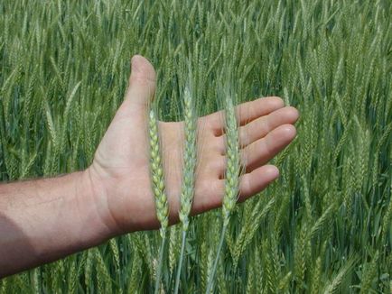 Зимната пшеница отглеждане, обработка и сортове