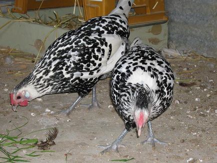 Пушкинская пиле снимка, описание порода, прегледи