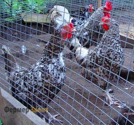 Пушкинская пиле порода кокошка оптимално за отделното стопанство