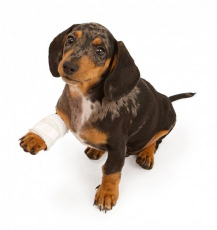 Раната на лапата на кучето или на тялото, отколкото да се лекува, как да се отнасяме и дезинфекция