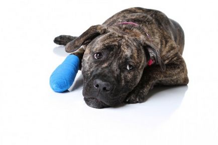 Раната на лапата на кучето или на тялото, отколкото да се лекува, как да се отнасяме и дезинфекция