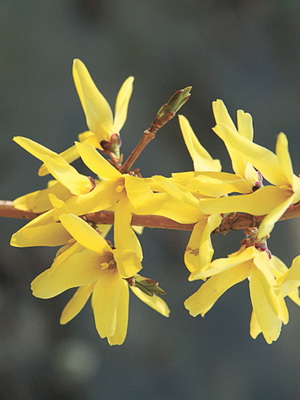 Завод Forsythia цвете картина и описание, изрезки размножаване и отглеждане на Forsythia в градината