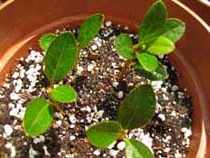 Възпроизвеждането азалии как да пропагандира азалии полезни стайни растения