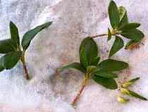 Възпроизвеждането азалии как да пропагандира азалии полезни стайни растения