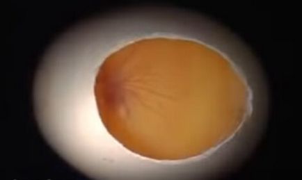 пиле в яйце развитие със скокове - описание, снимки и видео