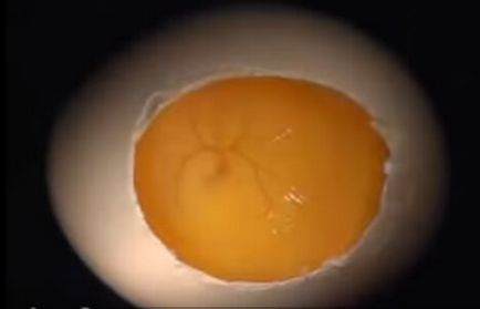 пиле в яйце развитие със скокове - описание, снимки и видео