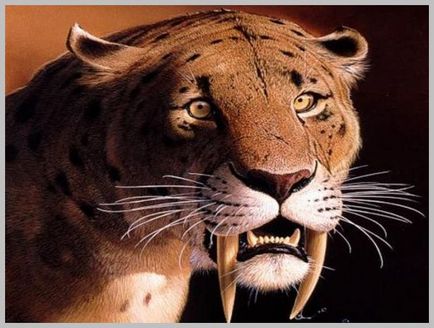 Зъбчата тигър - огромна котка, която живее като вълк - Тенсегрити Москва група Карлос Кастанеда