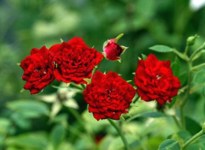 Градинска роза - отглеждане и грижа