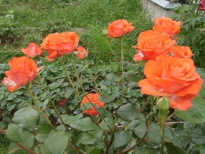 Градинска роза - отглеждане и грижа