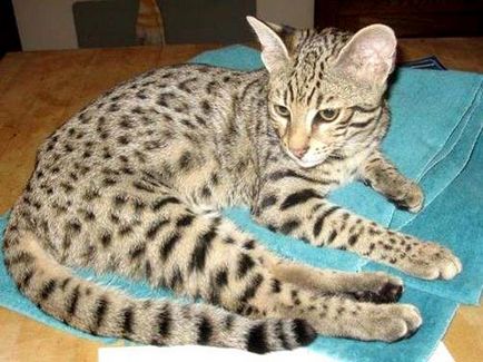 Safari - хибридна порода котка (снимка)