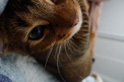 Safari - хибридна порода котка (снимка)