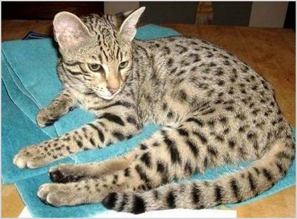 Safari котка снимки и видеоклипове, цена, описание порода, характер