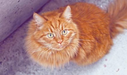 Най-интересните факти за котки, списък с невероятни факти за котките