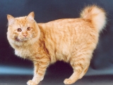 Най-голямата порода домашни котки в света със снимки