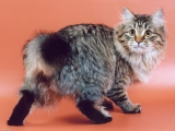 Най-голямата порода домашни котки в света със снимки