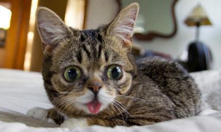 Най-малката породи котки 17 вида със снимки и имена