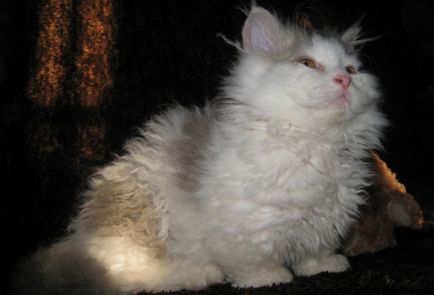 Най-малката породи котки 17 вида със снимки и имена