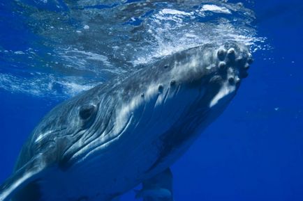 Най-големият описание и снимки на китове