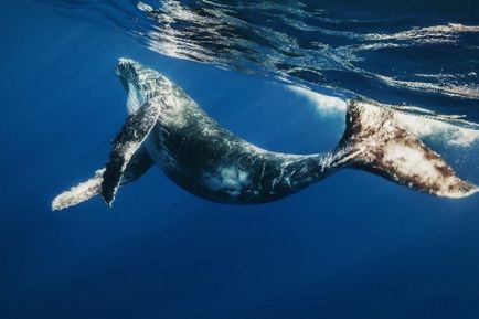 Най-големият описание и снимки на китове