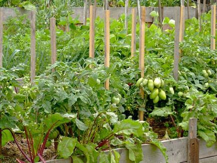Какво могат да бъдат засадени близо домати в оранжерия и открито поле