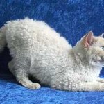 Сфинкс котка характер и грижа за мнения, предимства и недостатъци, снимка, коте цена kotizm