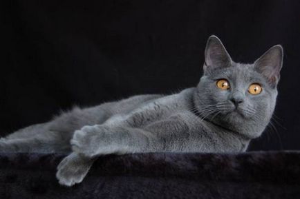 история Chartreux, външен вид, характер и грижи